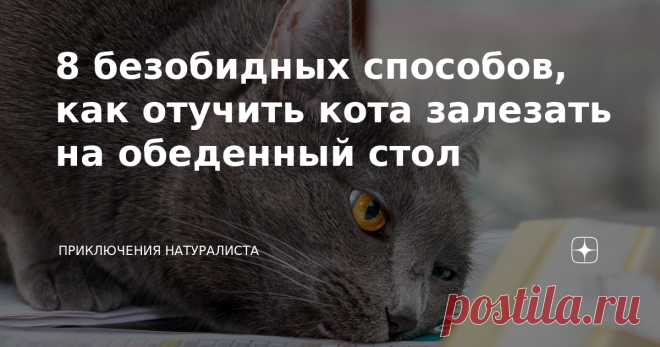 8 безобидных способов, как отучить кота залезать на обеденный стол Коты славятся наблюдательностью, им не составляет труда запоминать всевозможные хозяйские привычки: один колбасу вечно забывает на столе, другой — крышкой кастрюлю не закрывает, а третий — булочки в комнате держит. Красота! Как тут не поддаться искушению? С нарушениями порядка нужно бороться, но методы стоит выбирать исключительно безобидные. 8. Какофония звуков Вы полезете в пещеру, из которой раздаются не...
