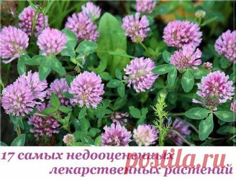 17 самых недооцененных лекарственных растений