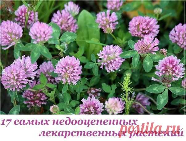 17 самых недооцененных лекарственных растений