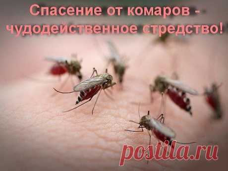 НЕТ СПАСЕНИЯ ОТ КОМАРОВ?
Рекомендую - Чудодейственное средство.

С ним вы сможете спокойно поработать вечерком в огороде или же отдохнуть во дворе или в саду. 
Все ингредиенты для этого чудо-средства наверняка имеются в каждом доме. И даже не наверняка, а на все сто процентов. Потому что этими жидкостями мы пользуемся практически каждый день. Так что же это за компоненты такие? 

А это: 
растительное масло (абсолютно любое), 
шампунь для волос и 
9% уксус (не путать с эссе...