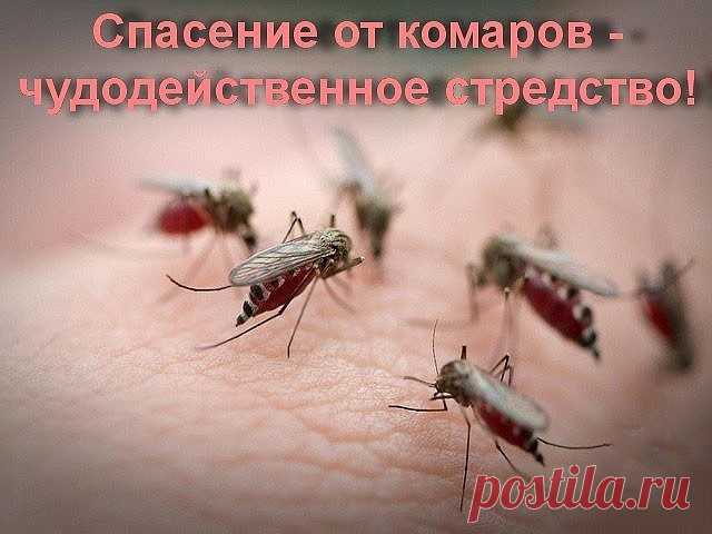 НЕТ СПАСЕНИЯ ОТ КОМАРОВ?
Рекомендую - Чудодейственное средство.

С ним вы сможете спокойно поработать вечерком в огороде или же отдохнуть во дворе или в саду. 
Все ингредиенты для этого чудо-средства наверняка имеются в каждом доме. И даже не наверняка, а на все сто процентов. Потому что этими жидкостями мы пользуемся практически каждый день. Так что же это за компоненты такие? 

А это: 
растительное масло (абсолютно любое), 
шампунь для волос и 
9% уксус (не путать с эссе...