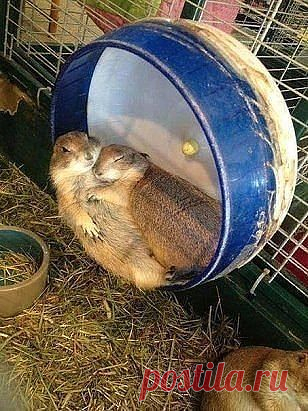 И НЕ ТЕСНО ИМ