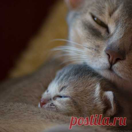 Без кота и жизнь не та ツ