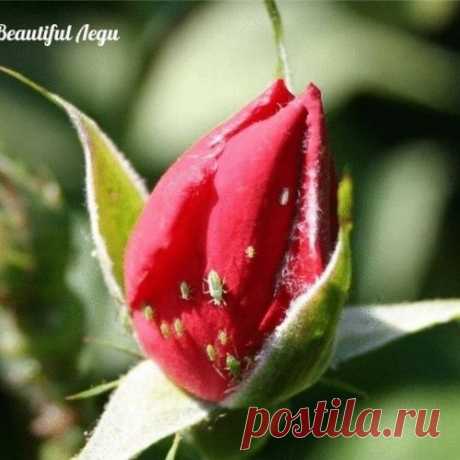 ВРЕДИТЕЛИ И БОЛЕЗНИ РОЗЫ