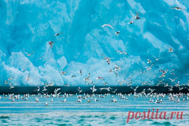 See Gulls at Monacobreen by Barbara Gugliotta – Beautiful Pictures