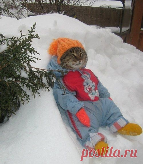 Злой пушистый сосед)))