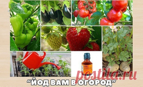 ЙОД ВАМ В ОГОРОД !!