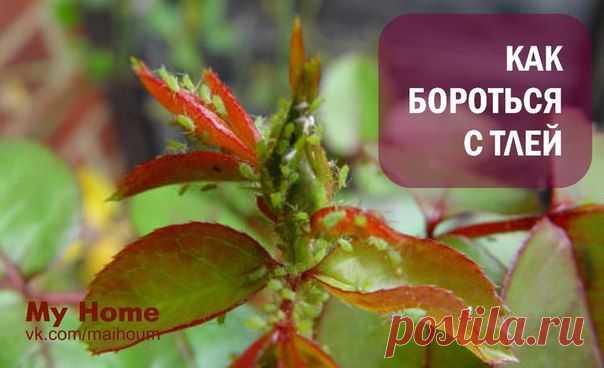 Татьяна Дворецкая