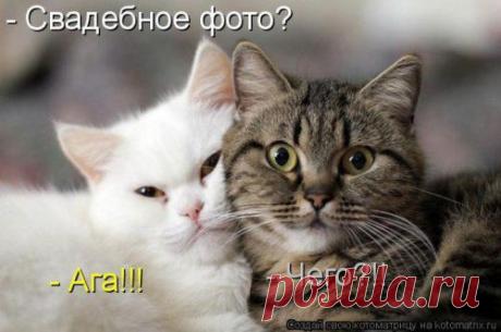 Лучшая котоматрица » Страница 3