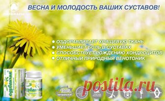 Одуванчик П — растение-целитель помощь костям и суставам Одуванчик П — растение-целитель помощь костям и суставам: удивительные и доказанные наукой свойства растения