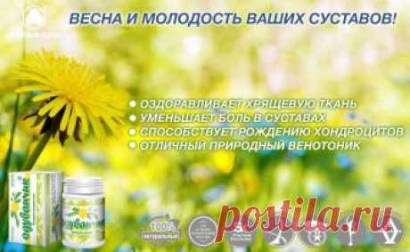 Одуванчик П — растение-целитель помощь костям и суставам Одуванчик П — растение-целитель помощь костям и суставам: удивительные и доказанные наукой свойства растения