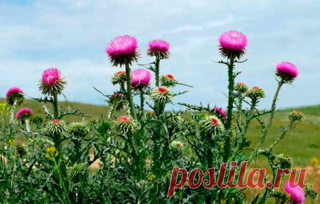 Лекарственное растение Расторопша пятнистая (Silybum marianum). Двулетнее растение высотой 50-150 см. Стебли крепкие, простые или разветвленные. Листья блестяще-зеленые, с белыми пятнами, удлиненно-яйцевидные, выемчато-лопастные, с желтыми шипами. Пурпурные или красно-фиолетовые цветки собраны в одиночные корзинки длиной 4-5 см. Наружные кроющие листья с длинными направленными вниз колючками.