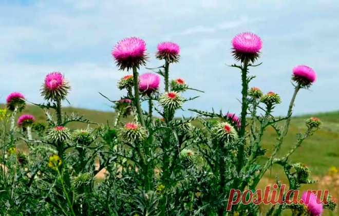 Лекарственное растение Расторопша пятнистая (Silybum marianum). Двулетнее растение высотой 50-150 см. Стебли крепкие, простые или разветвленные. Листья блестяще-зеленые, с белыми пятнами, удлиненно-яйцевидные, выемчато-лопастные, с желтыми шипами. Пурпурные или красно-фиолетовые цветки собраны в одиночные корзинки длиной 4-5 см. Наружные кроющие листья с длинными направленными вниз колючками.