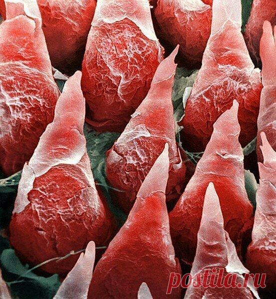 Обычные вещи под микроскопом выглядят как фантастический мир) | PRO ART | Яндекс Дзен