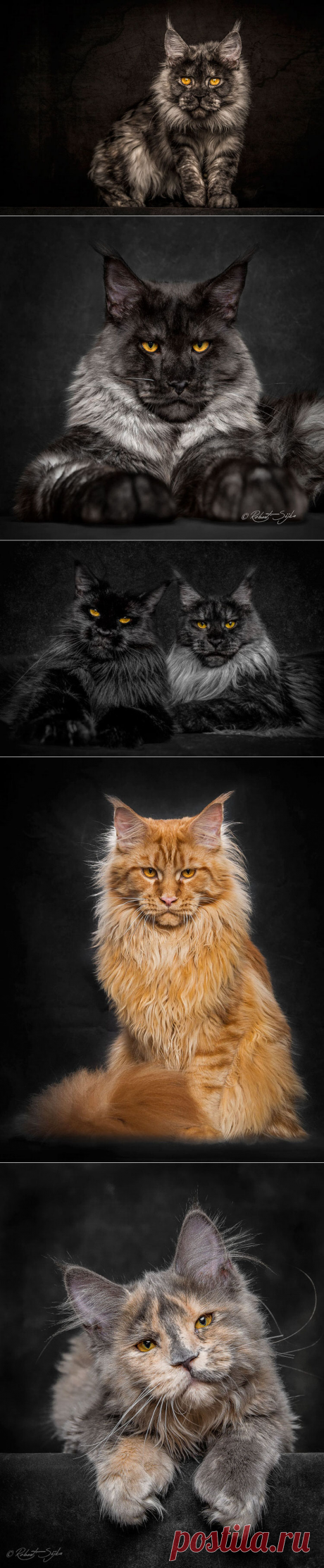 Photographer Portrays The Majestic Beauty Of Maine Coon Cats | Top13