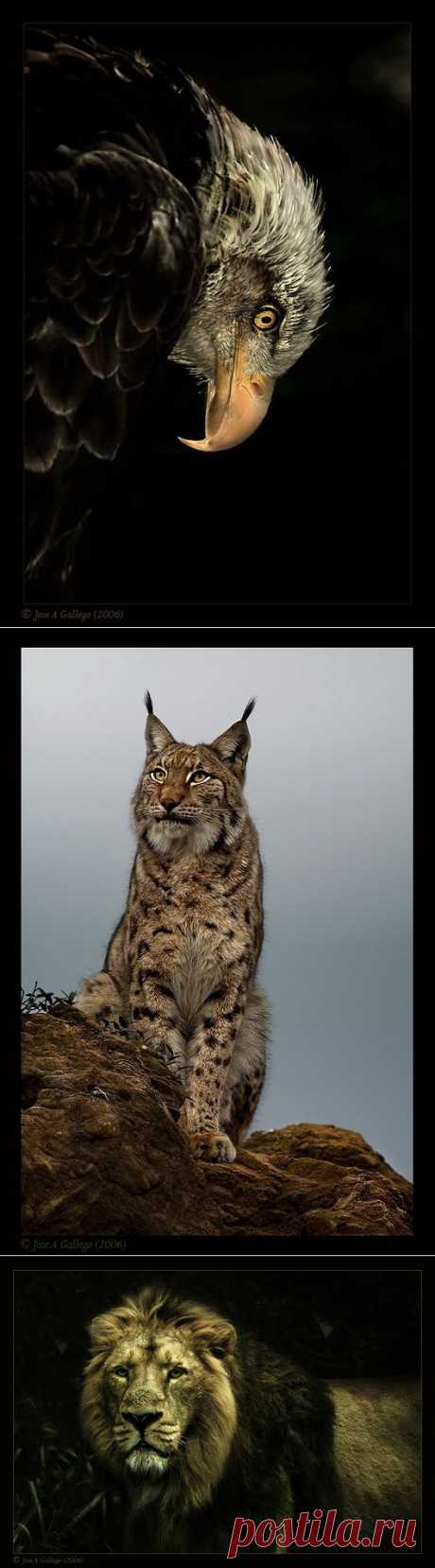 Jose Gallego: портреты животных.