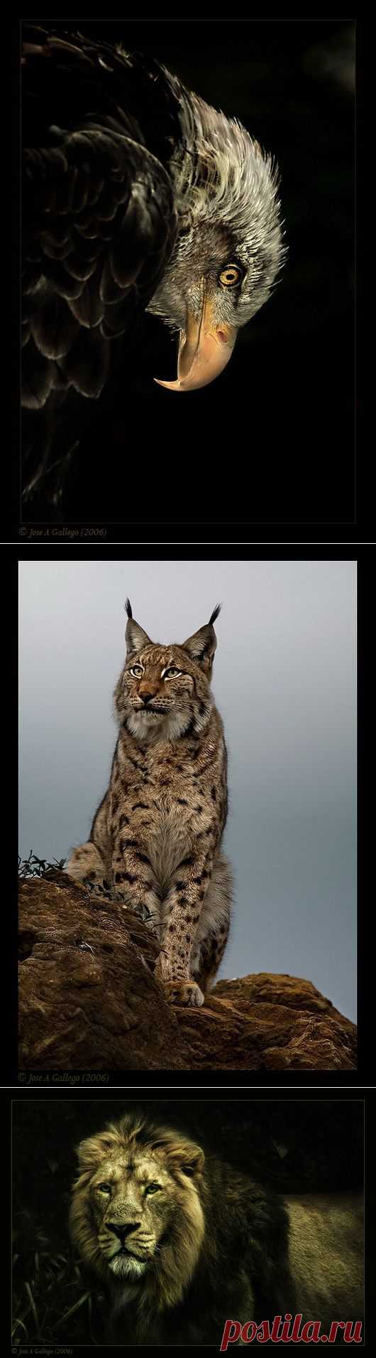 Jose Gallego: портреты животных.