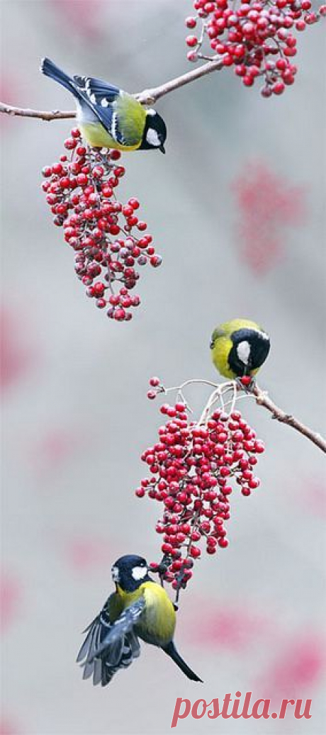 Green-backed Tit