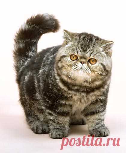 Dr. Giuseppe MAZZA Journalist - Scientific photographer > Felis silvestris - Persian, Exotic Shorthair, Chinchilla, Himalayan