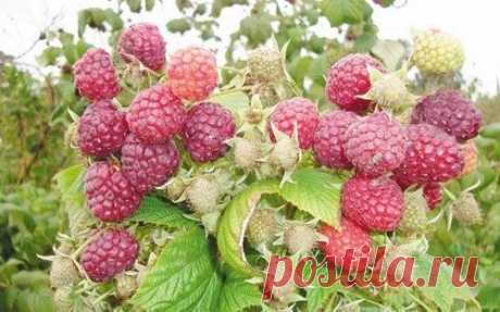 Как ухаживать за малинником - Садоводка