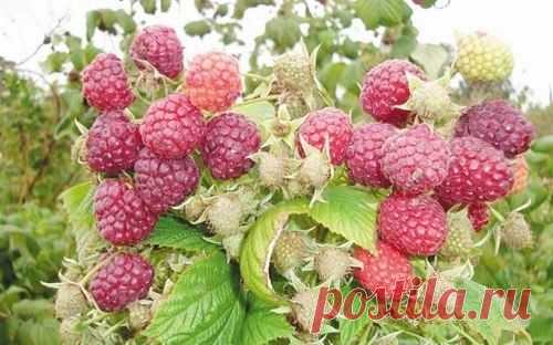 Как ухаживать за малинником - Садоводка