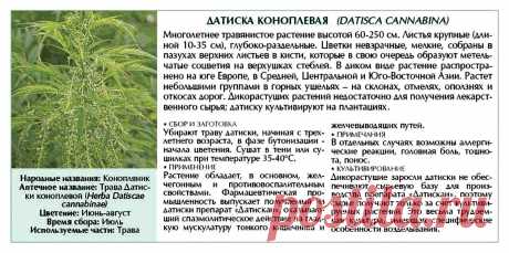 Датиска коноплевая