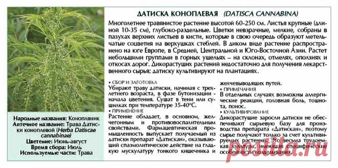 Датиска коноплевая