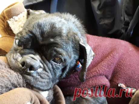 Из фургона выпал растерянный мопс… Его выбросили хозяева – “за непригодность”