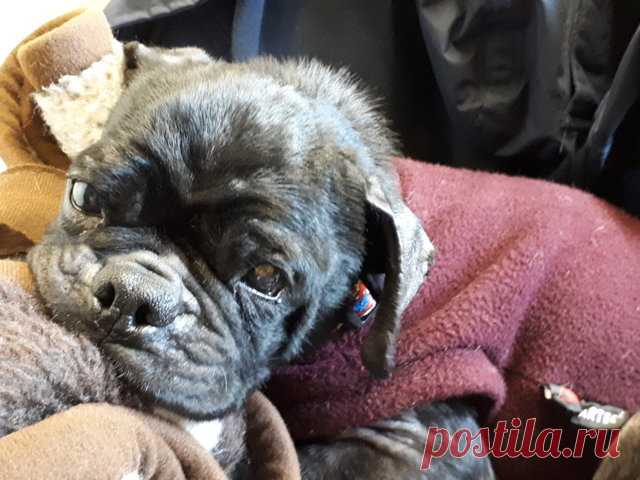 Из фургона выпал растерянный мопс… Его выбросили хозяева – “за непригодность”