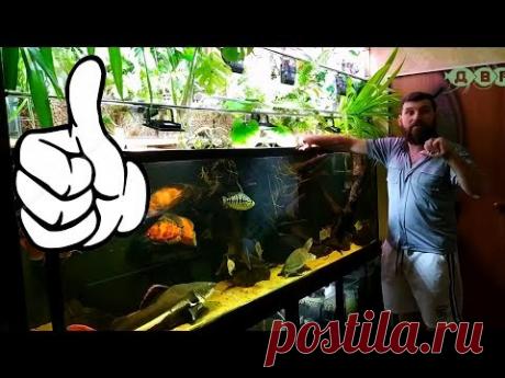 БОЛЬШОЙ ДОМАШНИЙ АКВАРИУМ АЛЕКСЕЯ! ПОДВОДИМ ИТОГИ 3 ЧАСТЬ! - YouTube