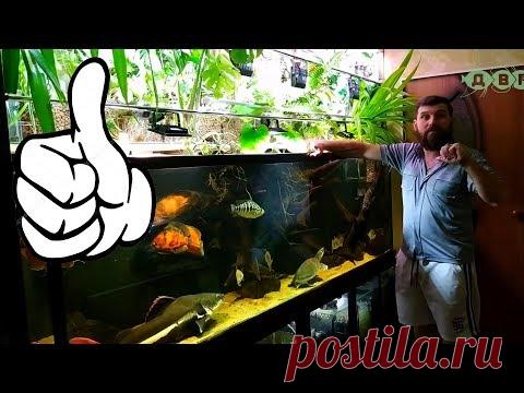 БОЛЬШОЙ ДОМАШНИЙ АКВАРИУМ АЛЕКСЕЯ! ПОДВОДИМ ИТОГИ 3 ЧАСТЬ! - YouTube
