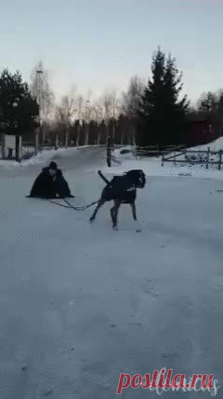 Пьяный Твиттер on Twitter “Когда собака умнее хозяина https://t.co/iCHq4muz8R”
