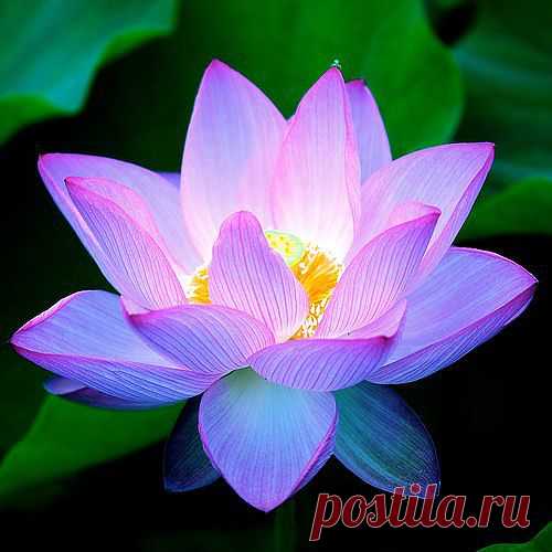 Удивительно красивый цветок, так и светится!