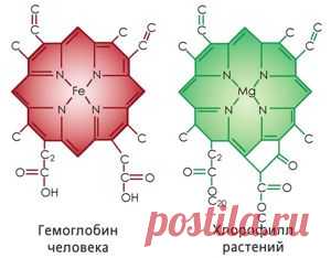 Чем полезен Хлорофилл для организма человека? Жидкий Хлорофилл: инструкция по применению, польза, отзывы, цены