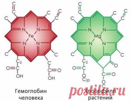 Чем полезен Хлорофилл для организма человека? Жидкий Хлорофилл: инструкция по применению, польза, отзывы, цены