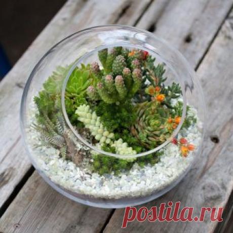 Флорариум – мини-оранжерея своими руками.
