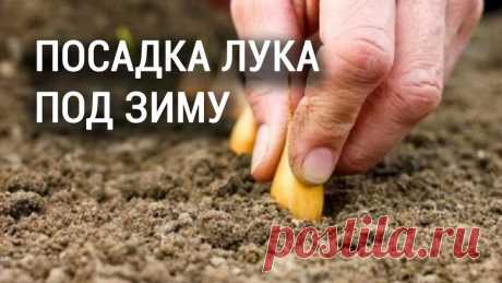 Как посадить озимый лук осенью и получить обильный урожай