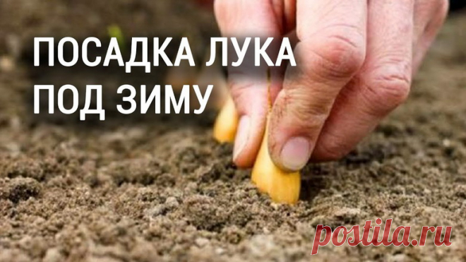 Как посадить озимый лук осенью и получить обильный урожай