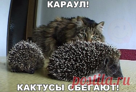 - Хозяйка, держи их!!