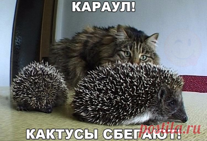 - Хозяйка, держи их!!