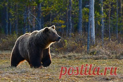 Медведь сбежал из России на поиски любви