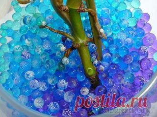 Нефролепис уход в домашних условиях