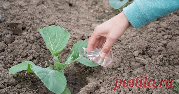 Система защиты и подкормки капусты: от семян до хранения Все разновидности капусты по вкусу не только огородникам, но и многочисленным вредителям. Борьба на грядках разворачивается нешуточная, ведь на кону настоящий кладезь витаминов. Мы расскажем, как сберечь урожай с помощью химических и биологических препаратов.
