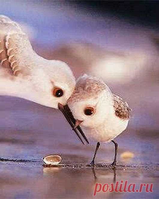 WOA Animal – Google+
