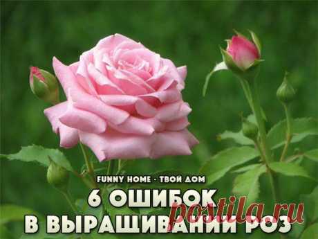 6 ОШИБОК В ВЫРАЩИВАНИИ РОЗ НА ДАЧЕ! ПРЕДУПРЕЖДЕН - ЗНАЧИТ ВООРУЖЕН! .