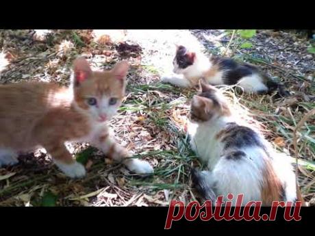 Есть Солнышко на небе, а есть и в Интернете. И оба Солнца любят все - взрослые и дети...