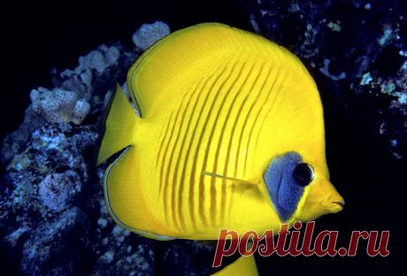 Hawaii Closeup Side View Of Milletseed Butterfly Fish In Blue Water For Use Up To 13x20 Only Stock Photo | Getty Images