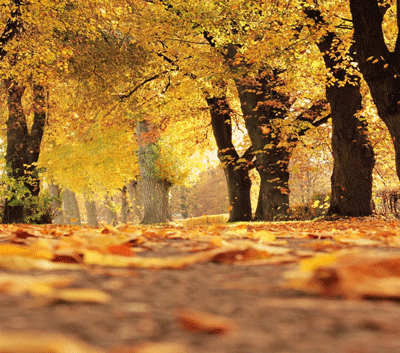 Доброе осеннее утро! 🍁