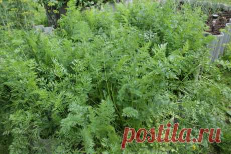 #Морковь@gardening.kittens.world
#Семена@gardening.kittens.world#
#Выращивание_овощей@gardening.kittens.world
Морковь без проблем, подготовка семян моркови к посадке
==
Какой бы способ вы не выбрали, без прополки не обойтись. Но у меня получается сажать морковь так, что потом полоть ее нужно меньше

https://www.gardening.kittens-world.ru/morkov-bez-problem-podgotovka-semjan-morkovi-k-posadki.html