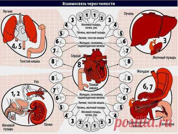 Зубы расскажут о здоровье наших органов.